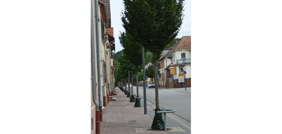 Bäume in der Kreuznacher Straße